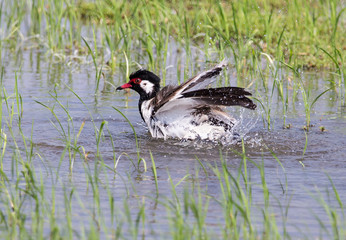 Red-wattled lapwing were water playing in the fields of Thailand.