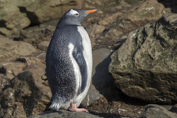 Gentoo Penguin, South Georgia Island, Antarctic