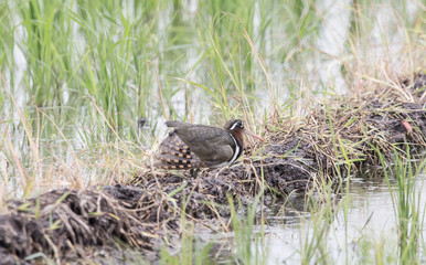 Greater Painted-snipe ( Rostratula benghalensis ) in the rice field of Thailand.