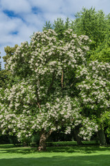 Bl&uuml;hender Trompetenbaum