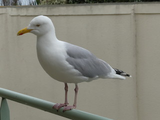 Mouette bord de mer - Seagull