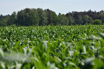Weizenfeld Hintergrund