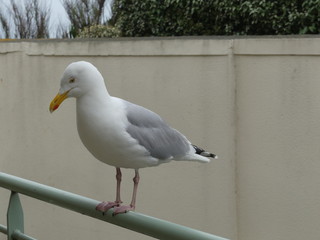 Mouette bord de mer - Seagull