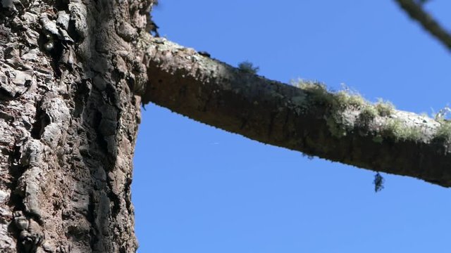 Borboleta na Natureza