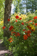 azalea and rhododendron flowers in garden in Holland