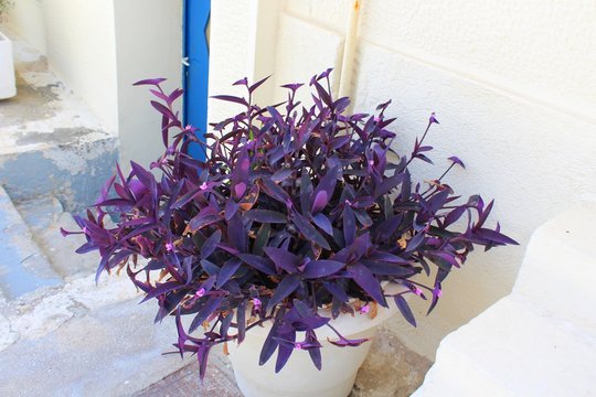 plante grase dans son pot