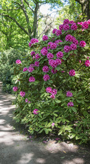 azalea and rhododendron flowers in garden in Holland