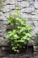 Young bud on the vine green