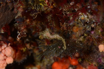 Obraz premium Japanese Ocean