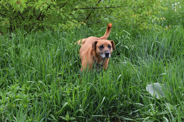 dog in the grass
