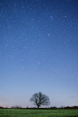 Fototapeta na wymiar Stars over a tree
