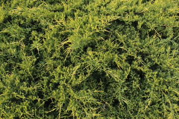 Green Leaves And Branches Texture Background Photo Shot.