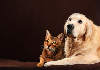 Cat and dog, abyssinian kitten , golden retriever looks at left