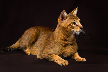 Chausie, abyssinian cat on dark brown background - obrazy, fototapety, plakaty
