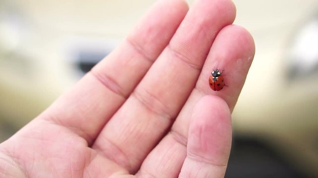 red ladybug on a man's hand. Slow motion