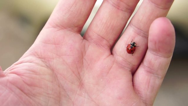 red ladybug on a man's hand. Slow motion