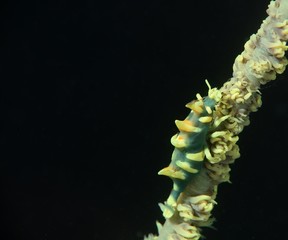 Japans underwater world