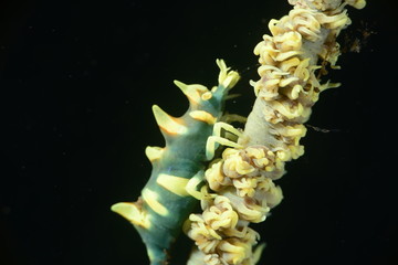 Japans underwater world