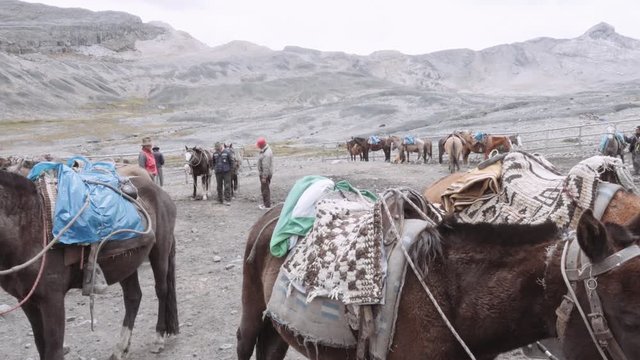 Mules and horses in basecamp during a snowfall, Andean Mountains. 4k