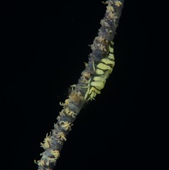 Japans underwater world