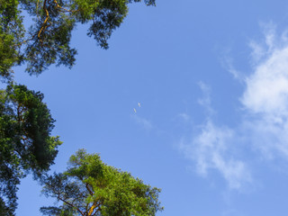 Pine tree on high land mountain blue sky background