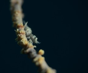 Japans underwater world