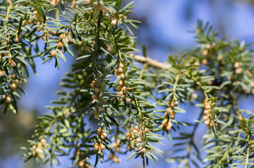 Taxus baccata ornamental shrub in bloom, coniferous branches with green needles and strong spring allergen