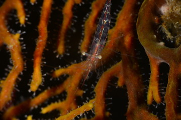 Japans underwater world