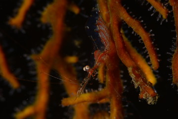 Japans underwater world