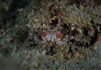 Japanese Ocean life