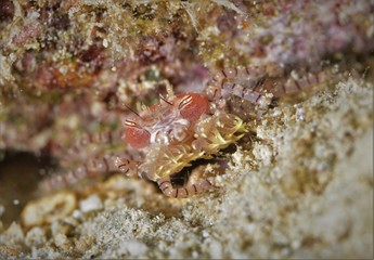 Japanese Ocean life