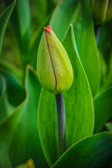 unopened tulip bud