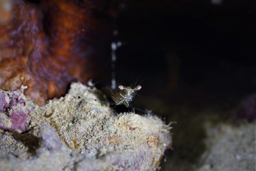 Japanese Ocean life