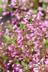 Blooming almond dwarf in garden in spring season.