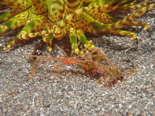 Japanese Ocean life