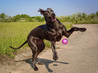 A silly and awkward great Dane puppy tries to catch a pink ball in mid air