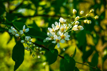 branch of flowering cherry trees on the background of greenery