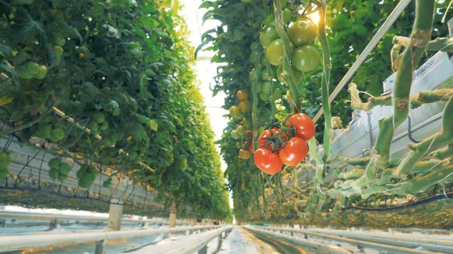 Hanging branch of red and green tomatoes growing in a glasshouse