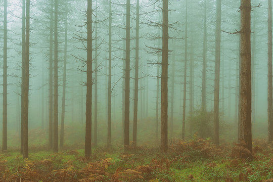 Fototapeta vintage conifer forest with bare tree trunks and fog