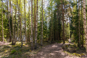 Fototapeta premium Spring in Finland, lake and forest, sunset, nature photography. Travel.