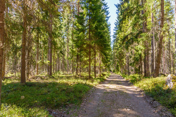 Spring in Finland, lake and forest, sunset, nature photography. Travel.