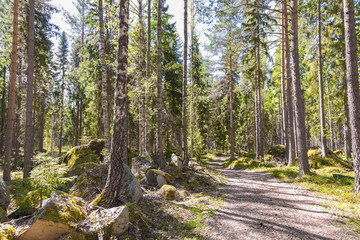 Spring in Finland, lake and forest, sunset, nature photography. Travel.