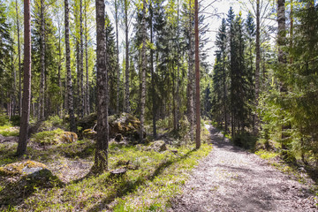 Spring in Finland, lake and forest, sunset, nature photography. Travel.