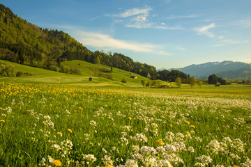 Allgäu - Frühling - Blumen - Wiesen - Berge