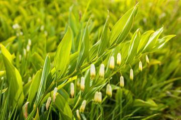 Angular solomon's seal summer flower