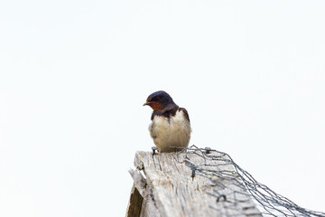 Barn Swallow
