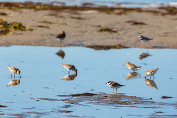 Common ringed plover
