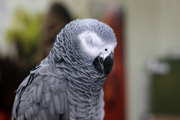 Big Parrot. Psittacus. Grey parrot. African Grey 