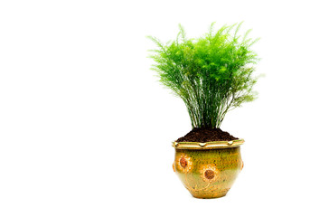 Green potted plant, trees in the cement pot isolated on white background.