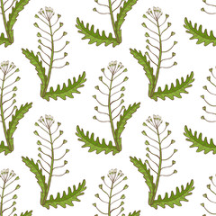 Colored Shepherds Purse Pattern in Hand Drawn Style